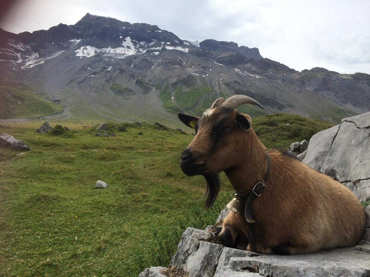 Bergdohle Lägenhet Adelboden Exteriör bild