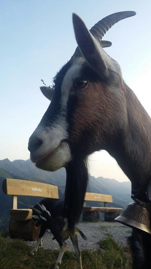 Bergdohle Lägenhet Adelboden Exteriör bild